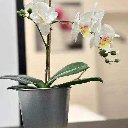 Au Coeur Du Vieux Nice, Superbe Refait A Neuf شقة